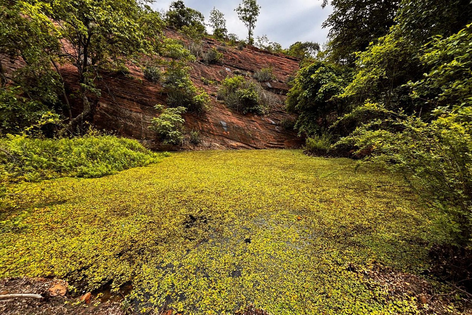 Forest landscape featured by GreenSequr Trail Run